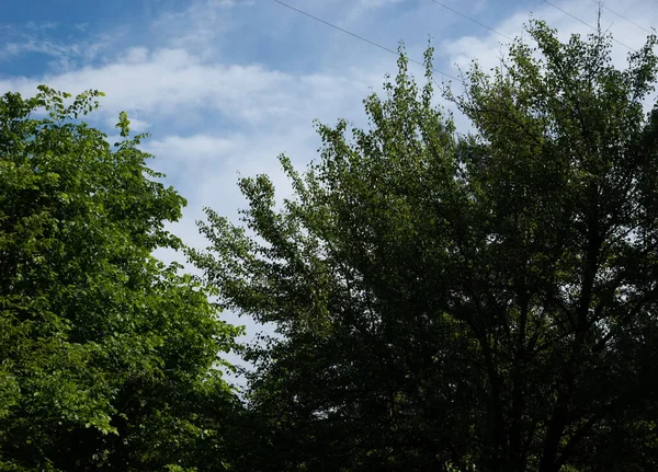 Fondo Verano Árboles Con Hojas Verdes Exuberantes Contra Cielo Azul — Foto de Stock
