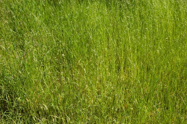 Fondo Verano Hierba Verde Exuberante Vista Superior — Foto de Stock