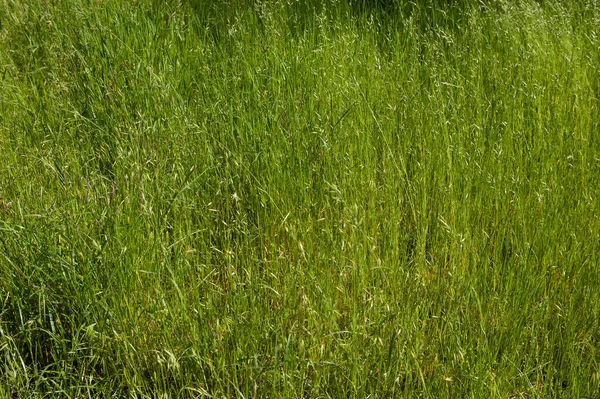夏天的背景 茂盛的绿草 顶部视图 — 图库照片