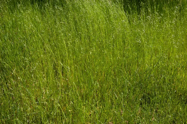 Letní Pozadí Bujná Zelená Tráva Pohled Shora — Stock fotografie