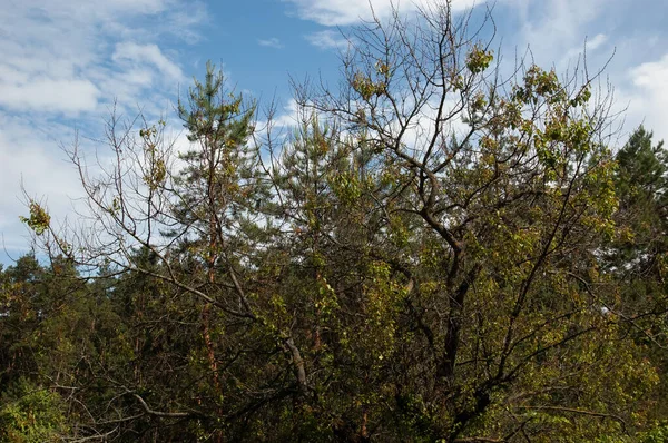 Fondo Verano Árbol Seco Bosque Contra Cielo Azul — Foto de Stock