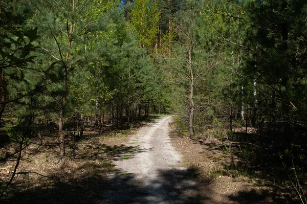 Dirt Road Green Coniferous Forest — Stock Photo, Image