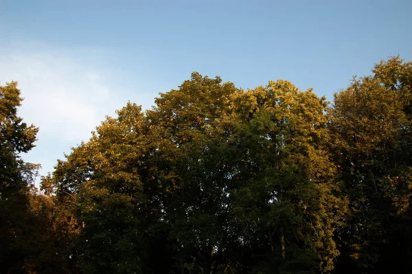 Árvores Com Folhas Verdes Marrons Sol Contra Céu Azul — Fotografia de Stock