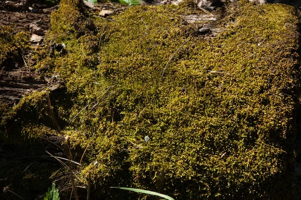 古い丸太の緑の苔に松葉を振りかけ — ストック写真