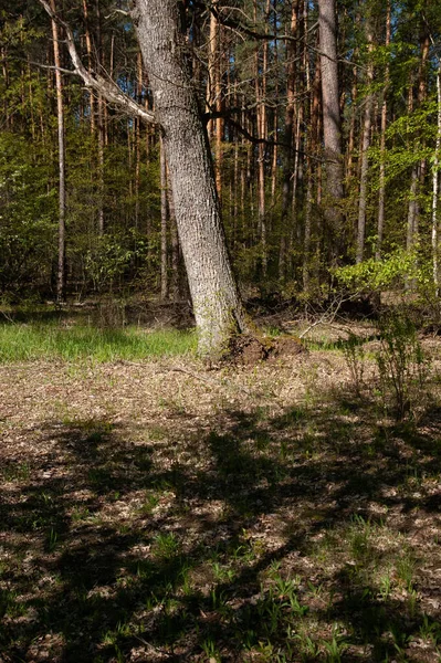 Uma Clareira Uma Floresta Pinheiro Sombras Chão — Fotografia de Stock