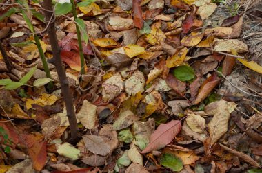 Kahverengi ve kırmızı sonbahar yaprakları yerde