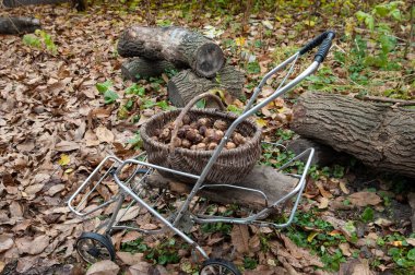 Bahçe arabası ve bahçesinde ceviz sepeti.