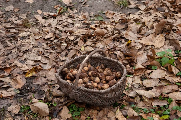 Ein Weidenkorb Mit Walnüssen Steht Inmitten Gefallener Herbstblätter — Stockfoto