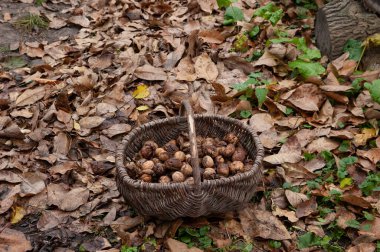 Bir sepet dolusu ceviz düşmüş sonbahar yapraklarının arasında duruyor.