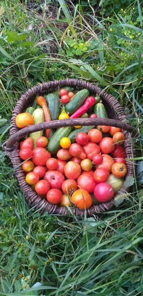 Uma Cesta Vime Com Uma Colheita Tomates Pepinos Pimentas Fica — Fotografia de Stock