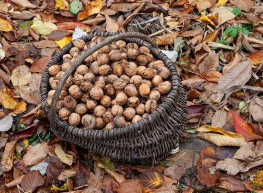 Bir sepet dolusu ceviz düşmüş sonbahar yapraklarının arasında duruyor.