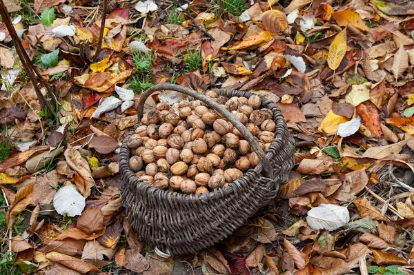 Bir sepet dolusu ceviz düşmüş sonbahar yapraklarının arasında duruyor.