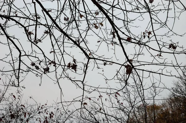 Ramas Árboles Desnudos Con Restos Hojas Otoño Contra Cielo Gris — Foto de Stock