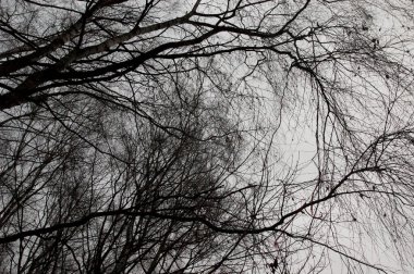Gri gökyüzüne uzanan çıplak ağaç dalları