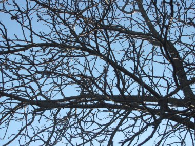 Çıplak ağaç dalları mavi gökyüzüne karşı