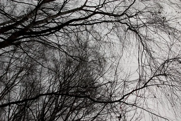 Gri gökyüzüne uzanan çıplak ağaç dalları