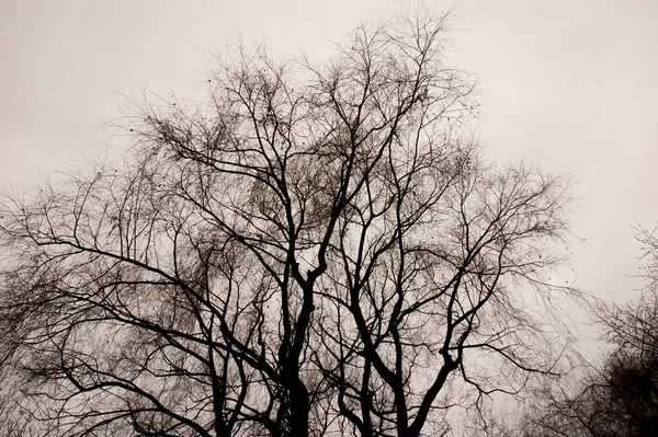 Bare Tree Branches Gray Sky — Fotografia de Stock