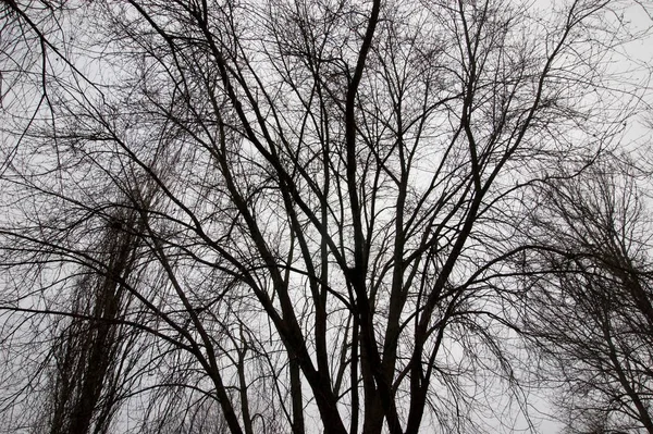 Bare Tree Branches Gray Sky — Fotografia de Stock