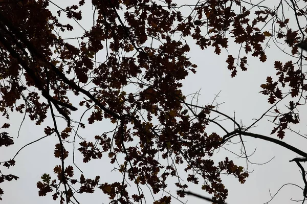 Oak Tree Branches Remnants Autumn Leaves Gray Sky — Foto de Stock