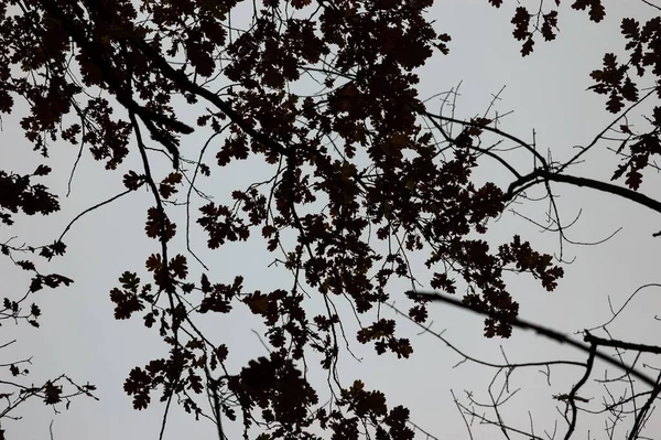 Ramas Roble Con Restos Hojas Otoño Contra Cielo Gris — Foto de Stock