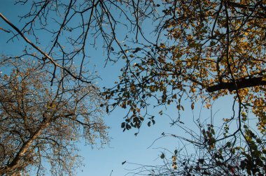 Mavi gökyüzünde yaprakları olan çıplak ağaç dalları ve dalları