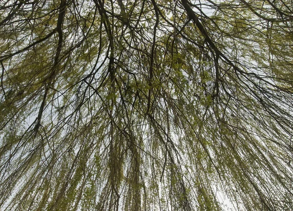 Tent Willow Branches Young Spring Leaves Sky — Stock Photo, Image