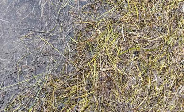 Abstract Horizontal Background Wet Seaweed Water —  Fotos de Stock