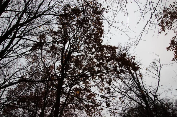 Meztelen Faágak Őszi Levelek Maradványaival Szürke Égbolton — Stock Fotó