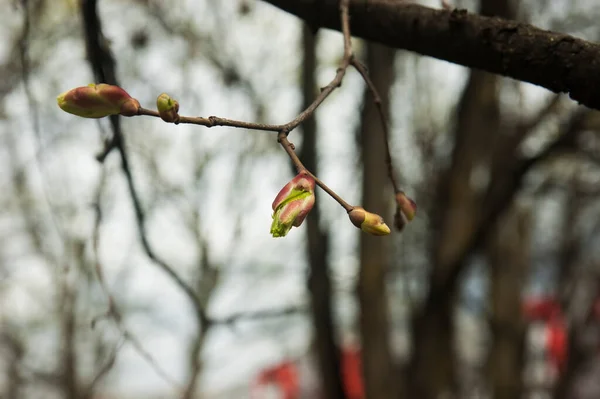 Genç Bahar Tomurcukları Olan Bir Dal Seçici Odaklı — Stok fotoğraf