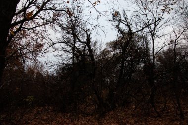 Sonbahar ormanı: çıplak ağaçlar, düşen yapraklar
