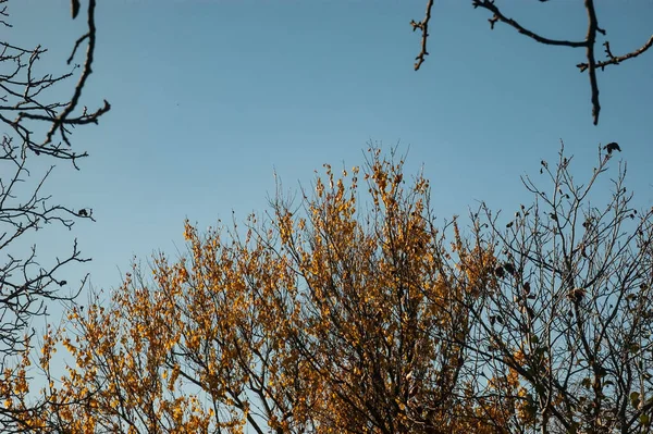 Голі Гілки Дерева Гілки Листям Тлі Блакитного Неба — стокове фото