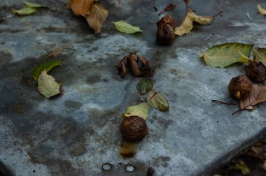 ceviz ve sonbahar yaprakları döküntü metal bir masada.