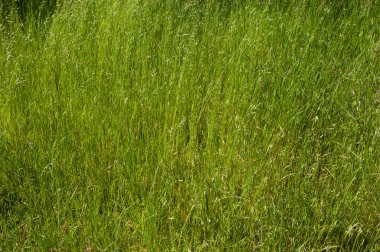 Yaz arkaplanı: yemyeşil çimenler. en üstteki görünüm