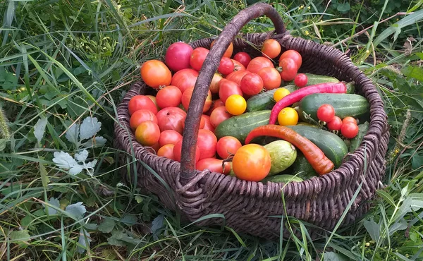 Wicker Basket Harvest Tomatoes Cucumbers Peppers Stands Green Grass — Stock Photo, Image