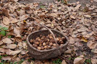 Bir sepet dolusu ceviz düşmüş sonbahar yapraklarının arasında duruyor.
