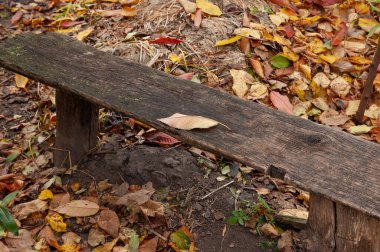 Düşen bir sonbahar yaprağı ahşap bir bankta yatıyor.