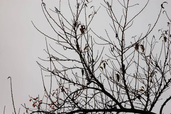 Голі Гілки Дерева Залишками Осіннього Листя Тлі Сірого Неба — стокове фото