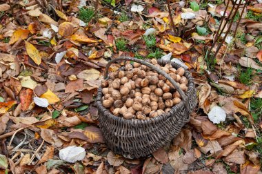 Bir sepet dolusu ceviz düşmüş sonbahar yapraklarının arasında duruyor.