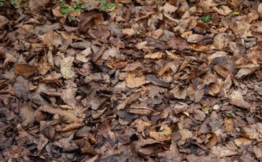 Sonbahar arkaplanı: kahverengi sonbahar yaprakları zemini kaplar