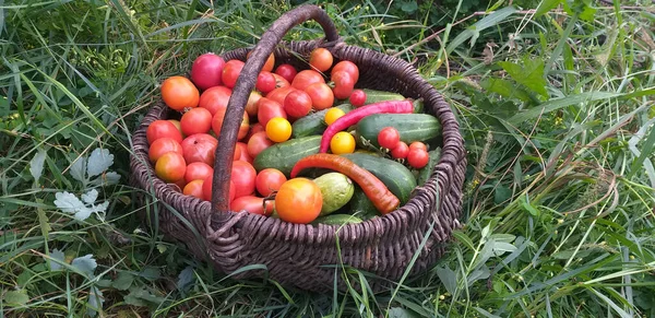 トマト キュウリ ピーマンを収穫したウィッカーバスケットが緑の草の中に立っています — ストック写真