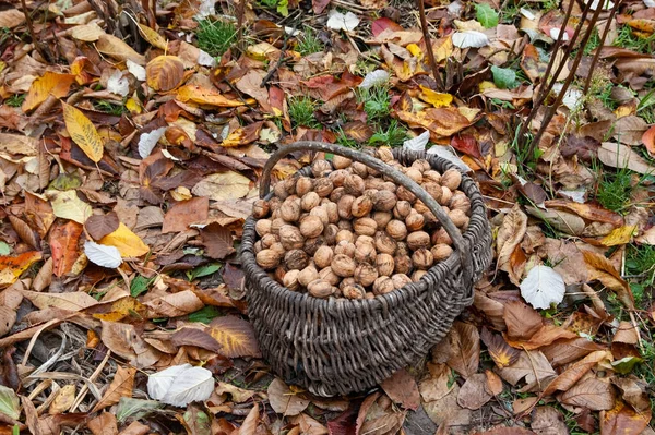 Bir sepet dolusu ceviz düşmüş sonbahar yapraklarının arasında duruyor.