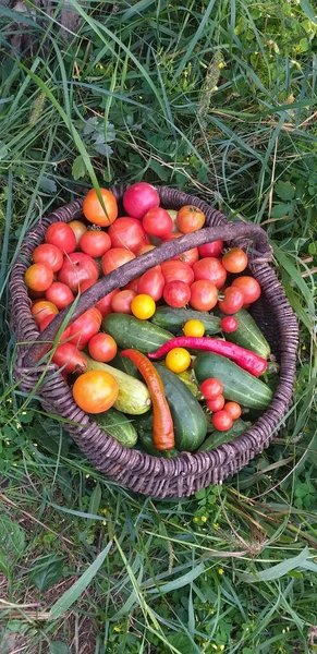 Korg Med Skörd Tomater Gurkor Och Paprika Står Det Gröna — Stockfoto