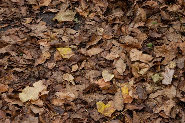 Autumn Background Brown Autumn Leaves Cover Ground — Foto de Stock
