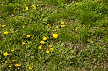 yemyeşil otların arasında sarı karahindibalar