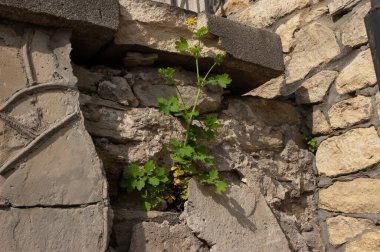 Celandine eski duvarcılıktan çıkıyor