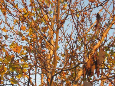 Mavi gökyüzünde yaprakları olan çıplak ağaç dalları ve dalları