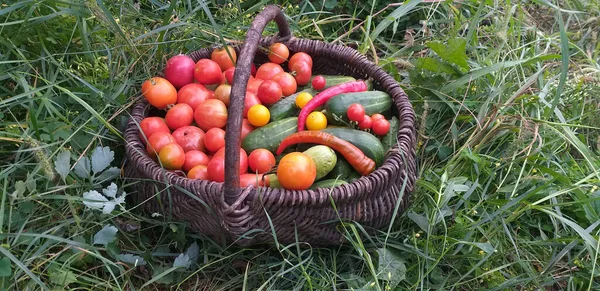 Uma Cesta Vime Com Uma Colheita Tomates Pepinos Pimentas Fica — Fotografia de Stock