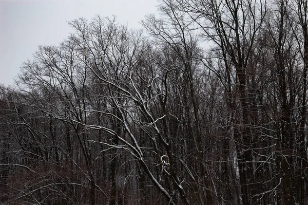 Paisagem Inverno Árvores Nuas Cobertas Neve Céu Cinza — Fotografia de Stock