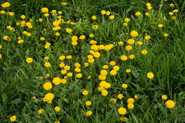 Yellow Dandelions Lush Green Grass — Foto de Stock