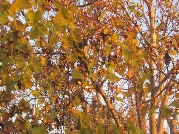 Branches Yellow Leaves Sky — Stockfoto